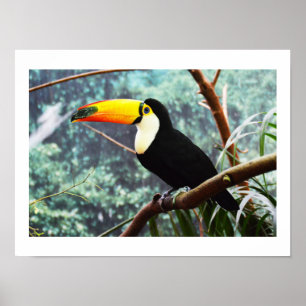 Affiches Toucan