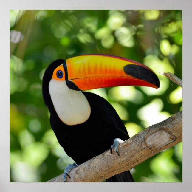 Affiches Toucan (Devant)