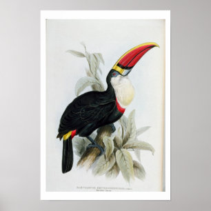 Affiches Toucan à bec rouge, de 'Monographie du Rampha