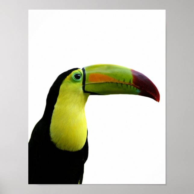 Affiches Toucan animal exotique tropical moderne photo (Devant)