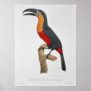 Affiches Toucan : Grande ceinture rouge de Jacques Barraban