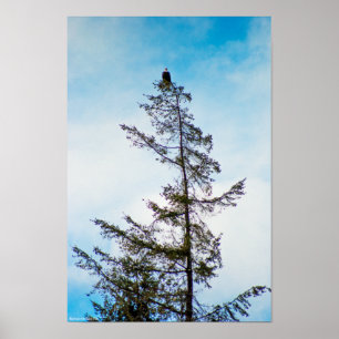 Affiches Tour de guet