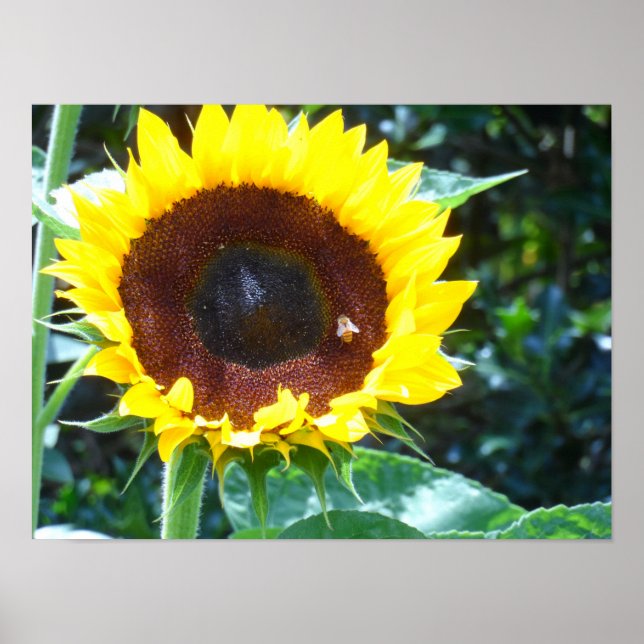 Affiches Tournesol (Devant)