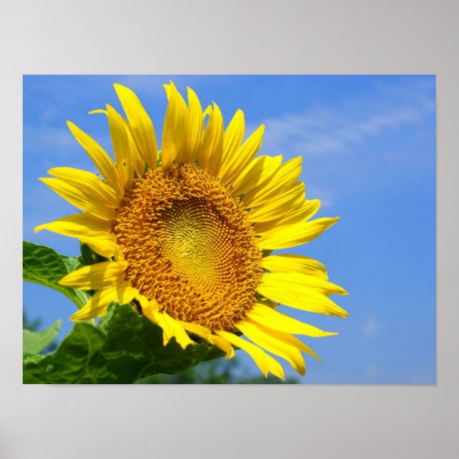 Affiches Tournesol (Devant)