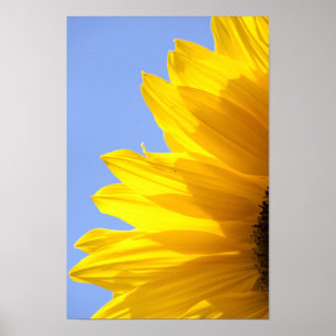 Affiches Tournesol