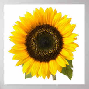 Affiches Tournesol