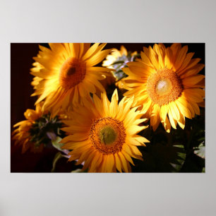 Affiches Tournesol