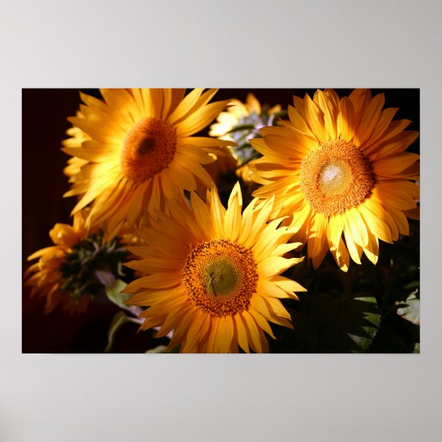 Affiches Tournesol (Devant)