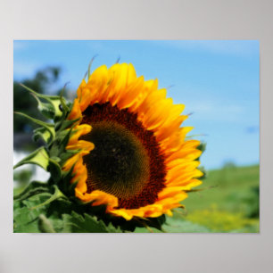 Affiches Tournesol Dans L'Effet Orton Fleur De Soleil