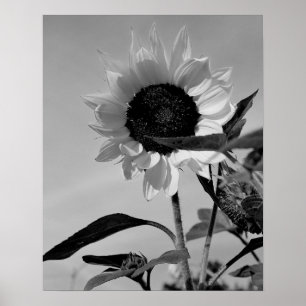 Affiches Tournesol en noir et blanc