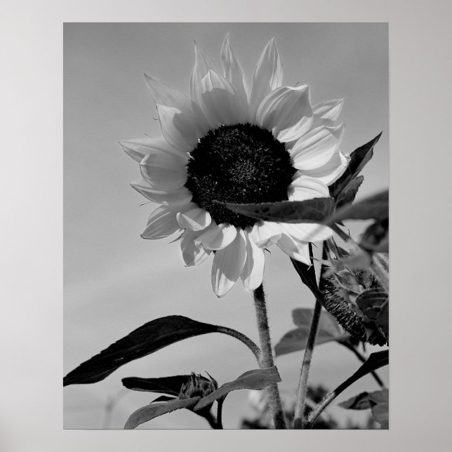 Affiches Tournesol en noir et blanc (Devant)