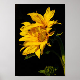 Affiches Tournesol enlacé et sa signification