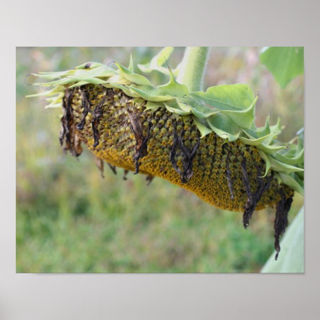 Affiches Tournesol Fané Gros Plan (Devant)