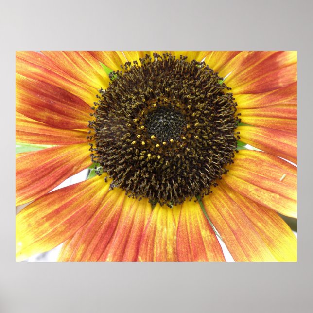 Affiches Tournesol orange (Devant)