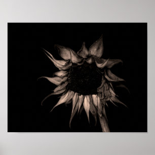 Affiches Tournesol - Sepia Fine Art Photographie Cool uniqu