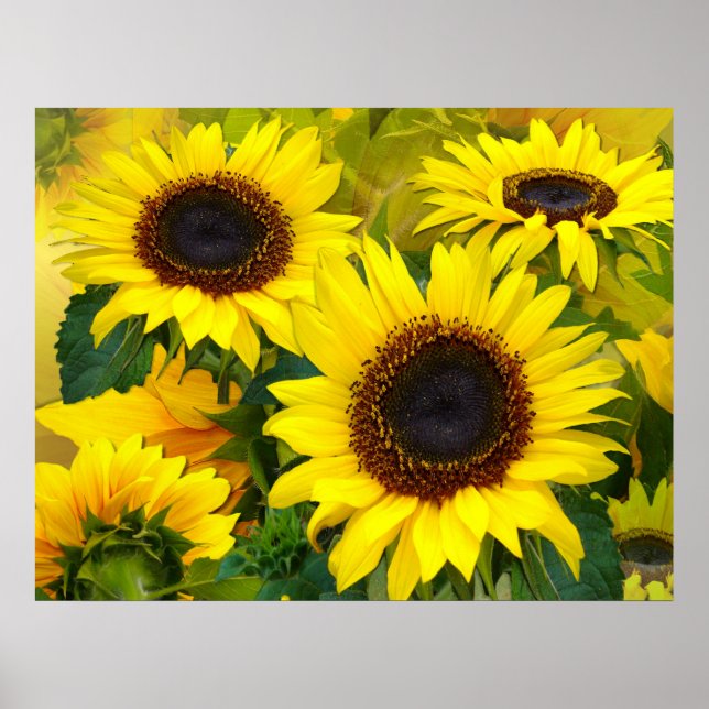 Affiches Tournesol solaire (Devant)