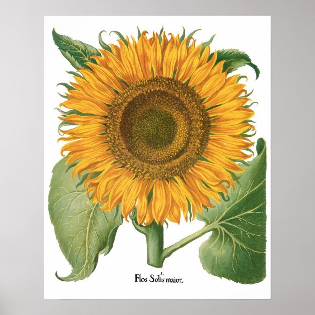 Affiches Tournesol vintage par Basilius Besler (Devant)