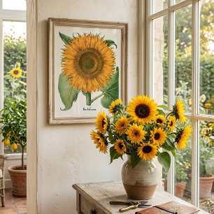 Affiches Tournesol vintage par Basilius Besler