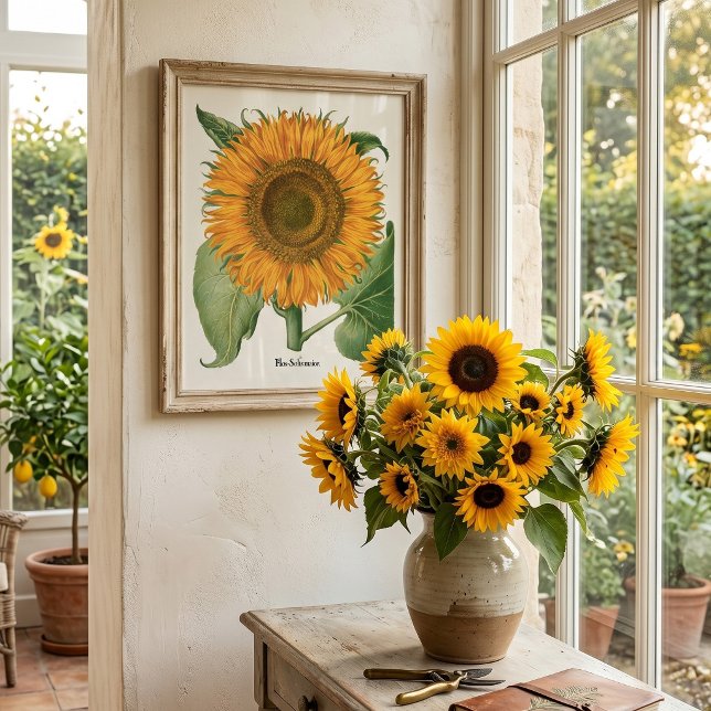 Affiches Tournesol vintage par Basilius Besler (Vintage illustration featuring a blooming sunflower from 'Hortus Eystettensis' by Basilius Besler)