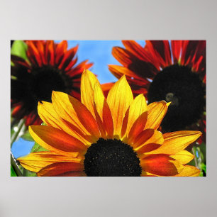Affiches Tournesols