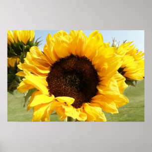 Affiches Tournesols