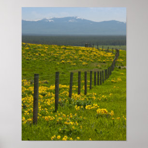 Affiches Tournesols jaunes et montagnes