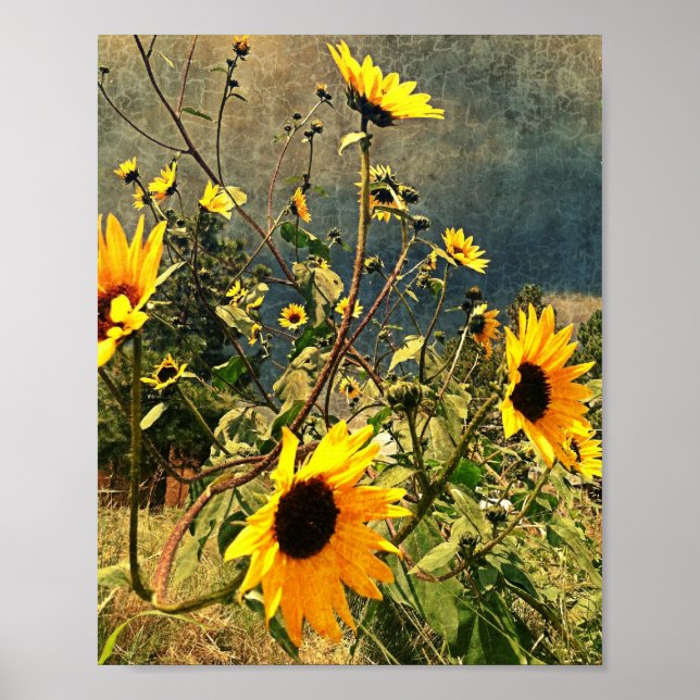 Affiches Tournesols rustiques contre le ciel orageux Photo (Devant)