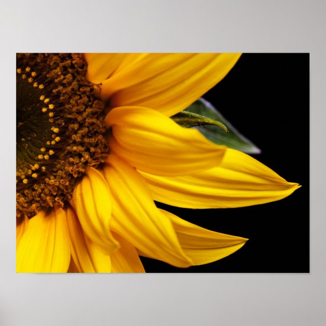 Affiches Tournesols - Tournesol Customisé Modèle blanc (Devant)
