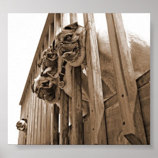 Affiches TOUS LES CARLINS EN toile de pont