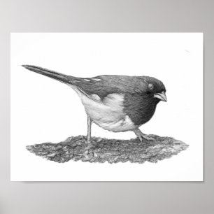 Affiches Towhee orientale