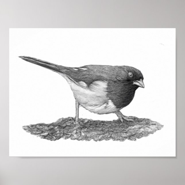 Affiches Towhee orientale (Devant)