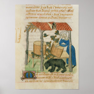 Affiches Tractatus de Herbis