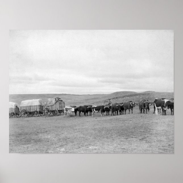 Affiches Train d'Oxen et de Wagons pour Black Hills (Devant)