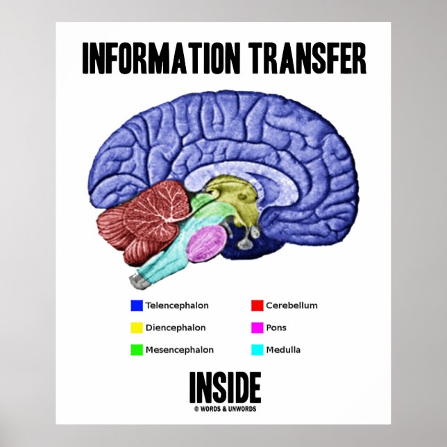 Affiches Transfert d'informations à l'intérieur (anatomie c (Devant)