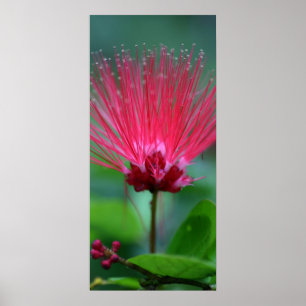 Affiches Transitoires roses