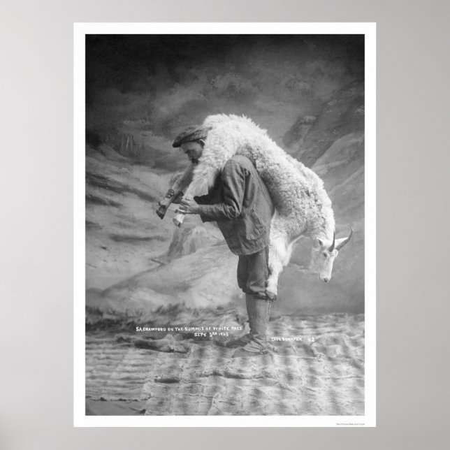 Affiches Transporter une chèvre Alaska 1905 (Devant)