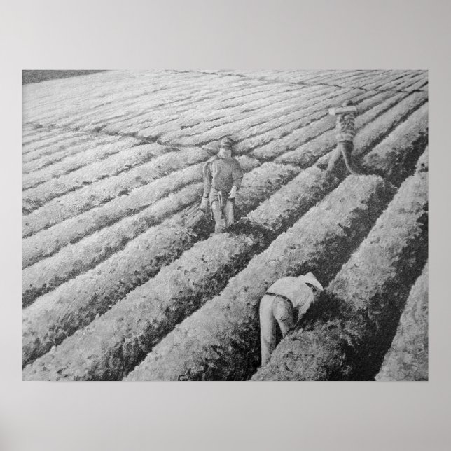 Affiches Travailleurs mexicains migrants de Watsonville (Devant)