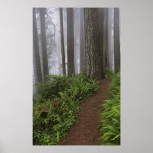 Affiches Traversée de séquoias géants noyés