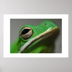 Affiches Tree Frog