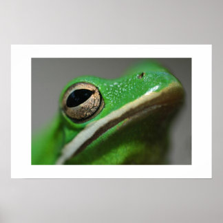 Affiches Tree Frog
