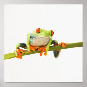 Affiches Tree frog on stem