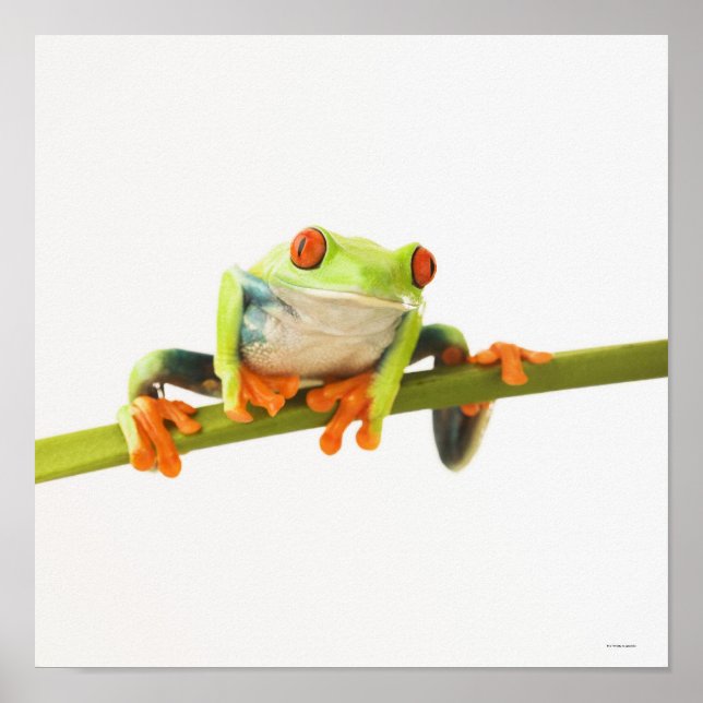Affiches Tree frog on stem (Devant)