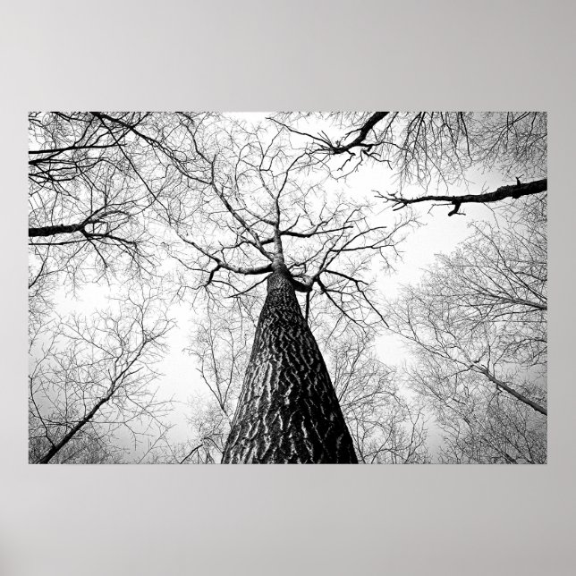 Affiches Tree in black and white (Devant)
