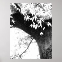 Tree l Still Nature l Photographie