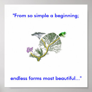 Affiches Tree of Life