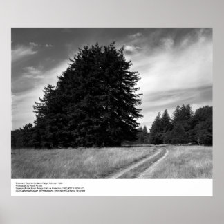 Affiches Trees and Road, février 1966, Ansel Adams