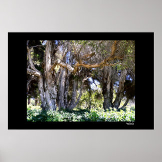Affiches Trees in Balboa Park