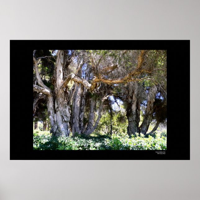 Affiches Trees in Balboa Park (Devant)