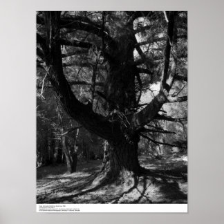 Affiches Trees, UC Père Noël Cruz, 1963