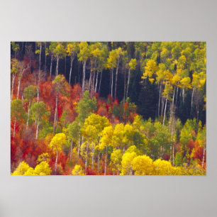 Affiches Trembles colorés dans Logan Canyon Utah dans l'aut